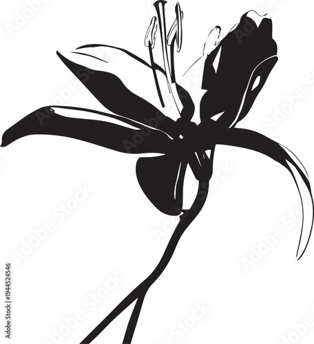 Graceful Lily Bloom Silhouette - Elegant Floral Outline (Lilium)