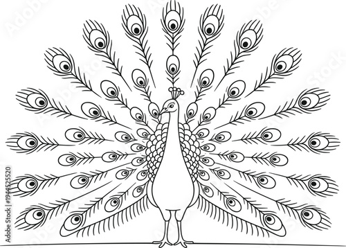 Peacock with spread tail feathers standing upright bird