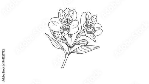 Detailed black and white botanical illustration depicts a bunch of Alstroemeria or lily flowers with patterned petals and long leaves.