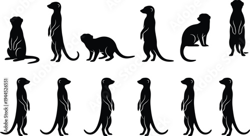 Meerkat silhouettes collection, standing and sitting meerkat poses set, black mongoose animal icons isolated for wildlife, nature, and design