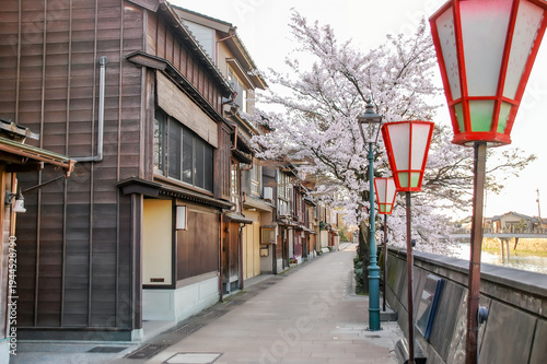 金沢の浅野川沿いに咲く満開の桜と伝統的な町家/Cherry Blossoms in Full Bloom and Traditional Houses along the Asano River in Kanazawa