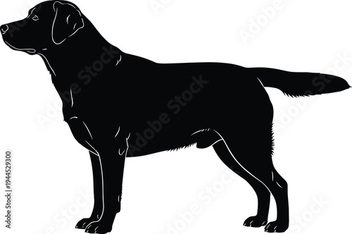 Silhouette Labrador Retriever dog standing profile, black white vector illustration, popular pet breed design concept for animal companion artSilhouette 