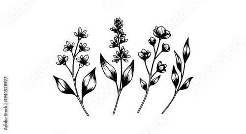 Flowers doodle drawn set with black lines and leaves illustration featuring floral, botanical, vector with graphic and