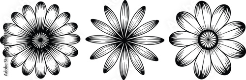 Daisy flower set vector illustration, hand drawn botanical sketches, chamomile floral elements, garden nature silhouettes, summer blossom, black white decoration.