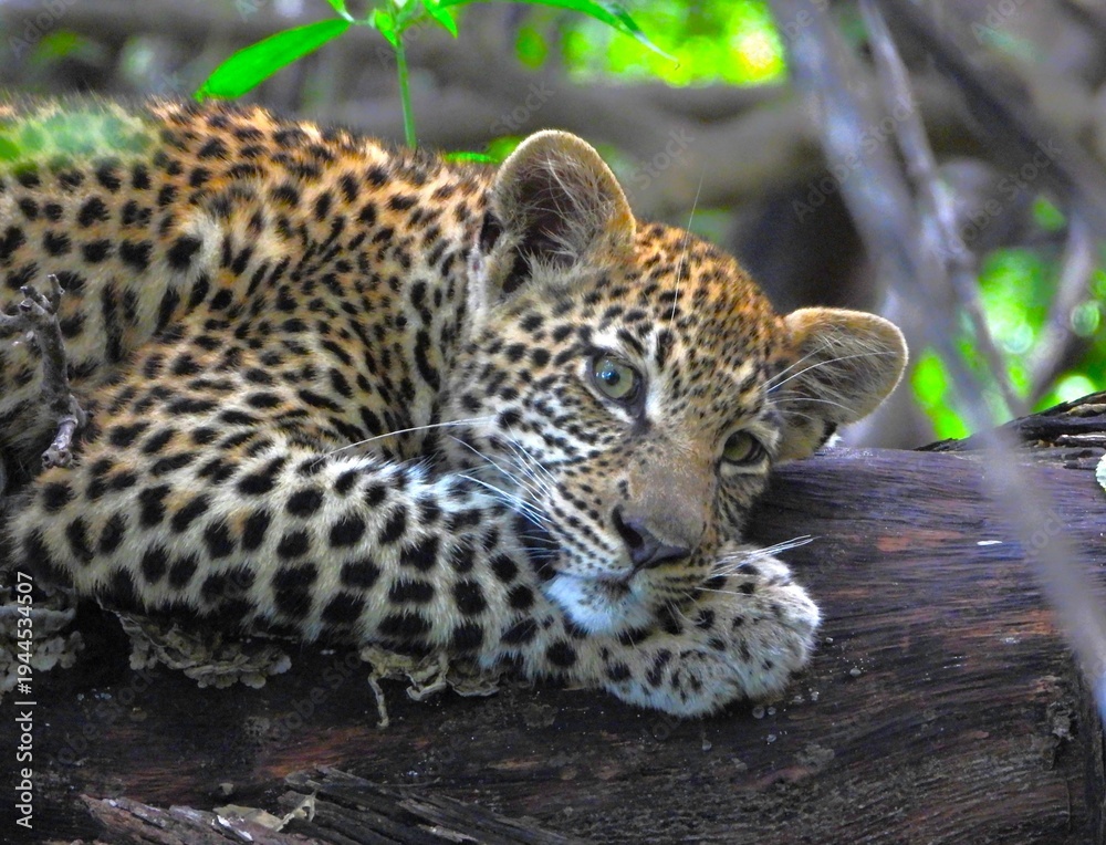 Obraz premium Leopard cub in the Okavango Delta of Botswana. 