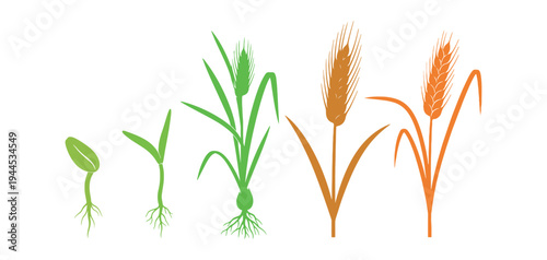 Wheat growth stages infographic from seed germination to harvest.