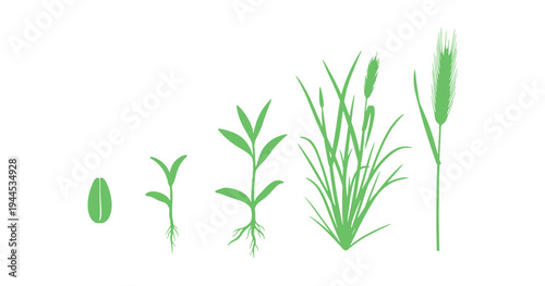 Seed to mature rye plant growth process illustration.