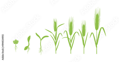 Farming infographic showing rye development stages.