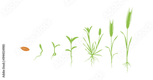 Step-by-step rye growth stages isolated on white background.