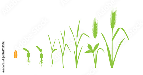 Educational vector of rye life cycle from seed to ripe ears.