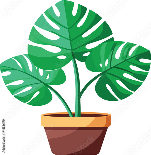 A potted monstera deliciosa plant with large green leaves