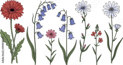 Hand drawn wildflower botanical vector set featuring red gerbera daisy bluebells chicory and small field flowers with green leaves
