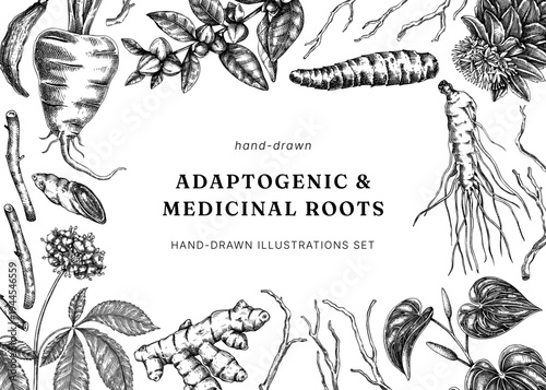Medicinal roots hand drawn botanical vector illustrations. Adaptogenic plants background design for herbal supplements, packaging, apothecary and wellness branding. Not AI generated.