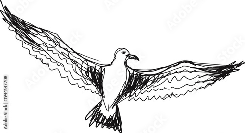 seagull bird in flight with outstretched wings black ink sketch drawing