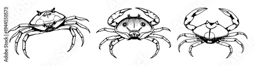 Horseshoe crab set with hand-drawn antique woodcut style illustration featuring marine biology, scientific illustration, white background with realism and anatomy