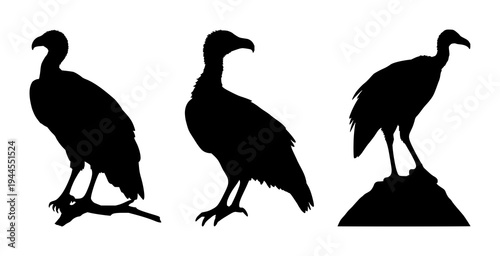 Vulture set with solid black silhouette perched on winged stance featuring sharp beak, desert predator aesthetic, minimal outline with line art and background