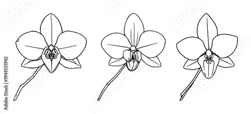 Vanilla orchid set with fine line art, botanical spice aesthetic, elegant thin lines, white background featuring pods, flowers, silk with orchids and vines