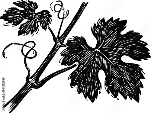 black botanical illustration of grapevine branch with curling tendrils and detailed leaves