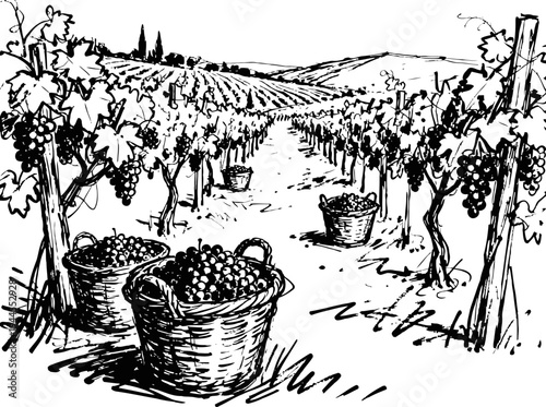 Harvested grapes in baskets placed between rows of grapevines in a vineyard landscape sketch