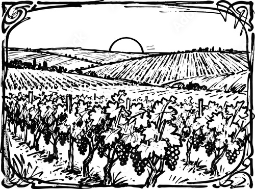 Vineyard landscape at sunset with grapevines in rows and rolling hills in the background