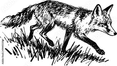 Black and white illustration of a fox walking through grass, wildlife nature line art drawing