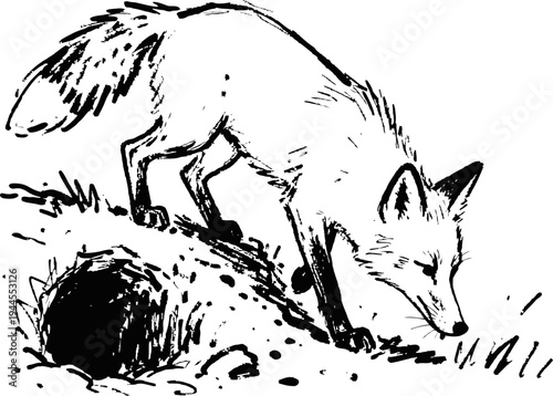 Fox cautiously approaching its den entrance in natural habitat sketch illustration