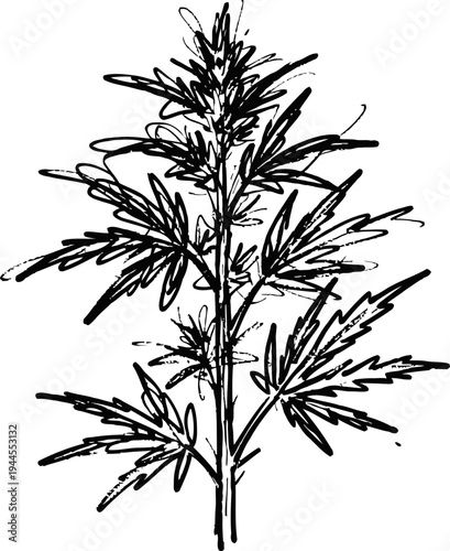 Hand drawn medicinal herb illustration with detailed cannabis indica plant leaves and stem