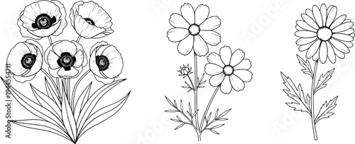 Flower line art illustration set featuring poppy cosmos and daisy floral sketches for nature garden wedding decoration and botanical design