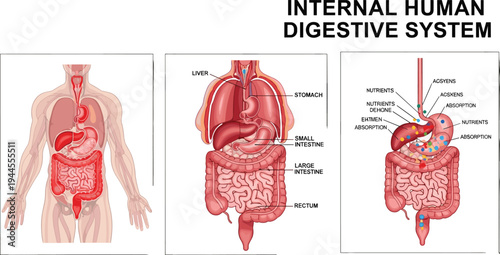 Detailed internal human digestive system diagram with organs, nutrient absorption process, educational medical vector illustration for biology, anatomy, and health learning