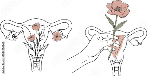 Minimalist Female Reproductive System Line Art with Flowers