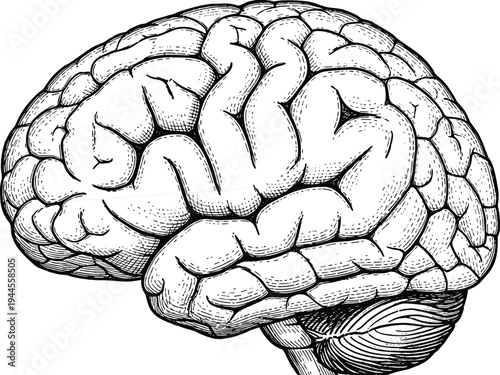 Detailed black and white illustration of human brain anatomy with visible cerebral cortex folds, frontal parietal temporal occipital lobes, cerebellum, neuroscience educational design