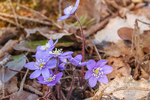 Bild auf Leinwand Anemone hepatica (Hepatica nobilis), the common hepatica or kidneywort is native to woodland in temperate regions of the Northern Hemisphere