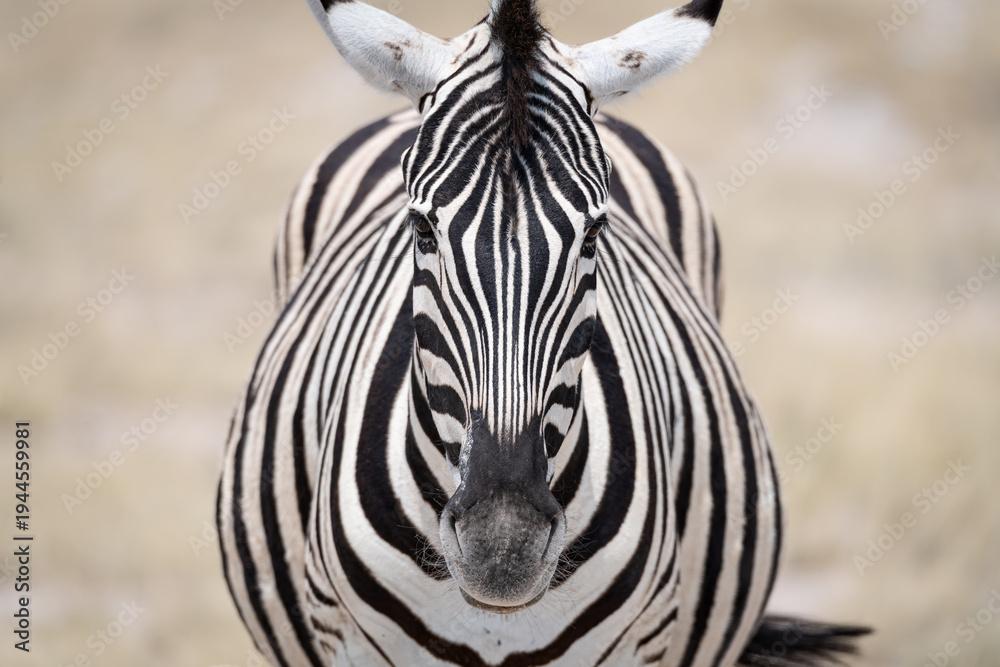 Naklejka premium A Plains Zebra in Etosha National Park, Namibia, Africa