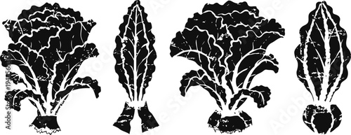 vintage botanical illustration of lettuce and leaf vegetables in black silhouette