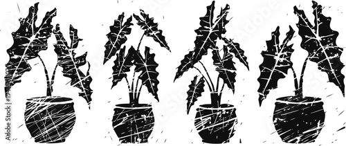 monstera albo white variegated plant in round pot with textured grunge