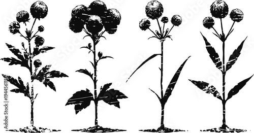 Four vintage botanical illustrations of flowering plants with detailed leaves and stems