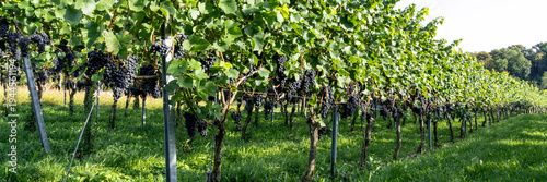 Schilderij op canvas grapes