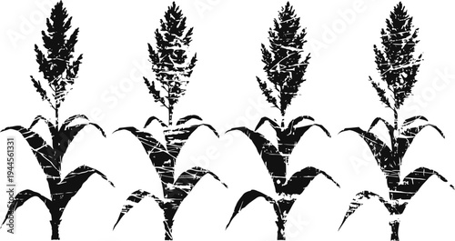 sorghum plants with grain heads growing in silhouette isolated on white background