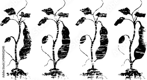 Vintage botanical illustration of pea plants with root and pod details in black and white