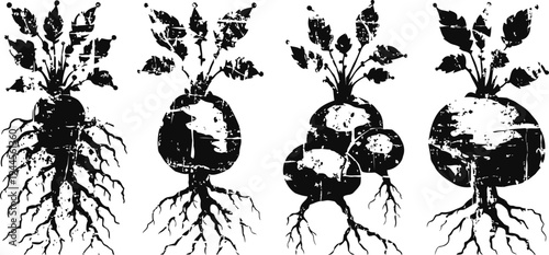 Vintage botanical root vegetable illustrations set with detailed drawings of beets, turnips, and radishes