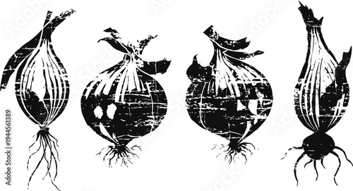 Set of vintage onion illustrations with roots and stems in black ink
