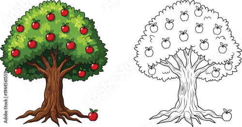 Apple tree with fruits illustration, orchard fruit tree drawing and outline version, nature garden plant concept, vector design