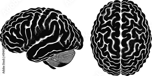 Human brain vector illustration, anatomical artwork design, neuroscience medical drawing, psychology education element, cerebral hemisphere symbol, detailed cortex pattern, scientific concept.