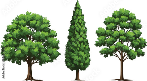 Green Deciduous and Conifer Trees Collection Isolated Forest Plants Botanical Nature Vector Illustration