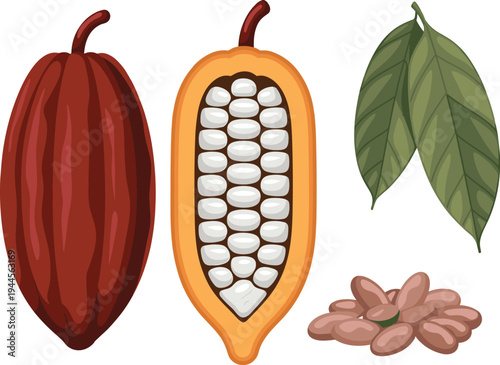 Cacao pod with beans and leaves isolated botanical cocoa fruit illustration for chocolate production ingredient 