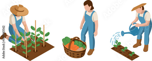 Gardeners planting watering and harvesting vegetables, home gardening activities with plants and basket, isometric farming vector illustration set