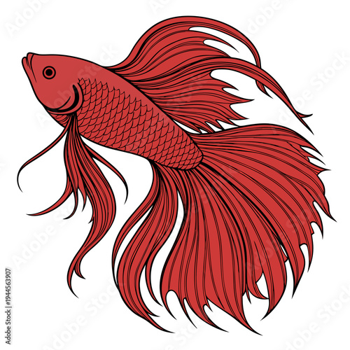 Red Betta Fish Isolated on White Background