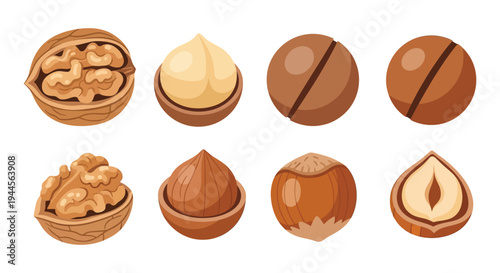 Assorted nuts displayed in a colorful illustrative arrangement