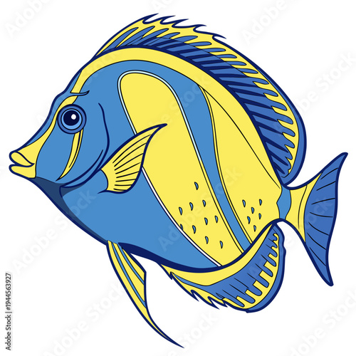 Blue Tang Tropical Fish Isolated on White