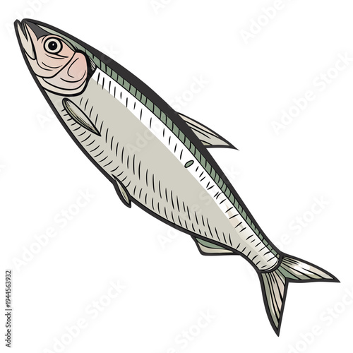 Silver Sardine Fish Isolated on White Background 2